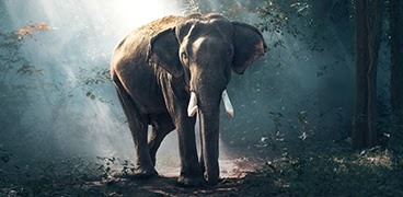 
		
		
		
		
		
		
		
		
		Series Kehidupan Liar: Gajah, Sang raksasa yang beremosi
		
	