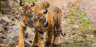 
		
		
		
		
		
		
		
		
		Serial Satwa Liar: Kisah Harimau, Raja-Raja Hutan yang Perkasa
		
	