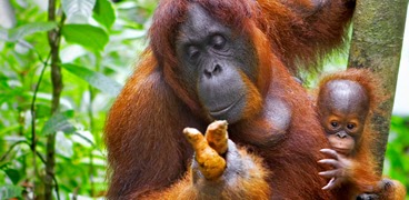 
		
		
		
		
		
		
		
		
		Seri Satwa Liar: Orangutan, Saudara Evolusi Kita yang Cerdas
		
	