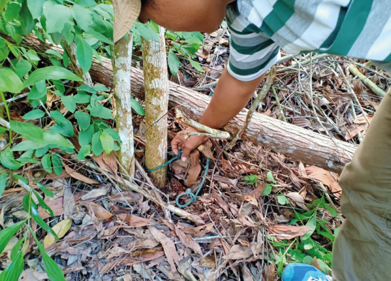 Operasi Sisir Jerat untuk Lindungi Satwa Kunci