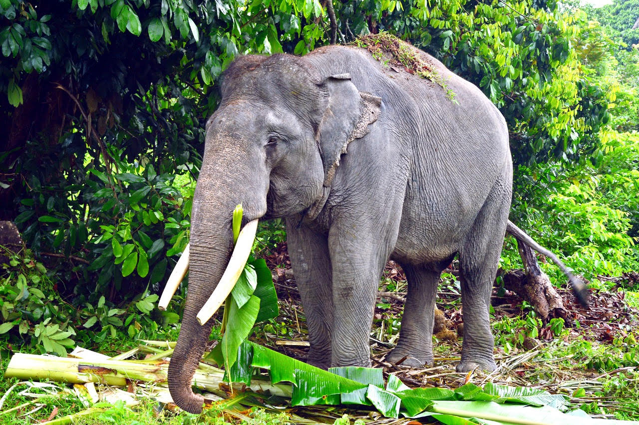 Memperingati Hari Gajah Sedunia
