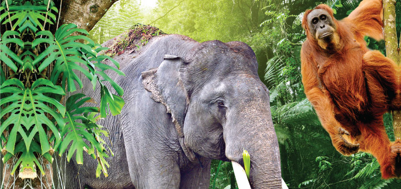 Bersama Kita Lindungi Gajah dan Orang Utan