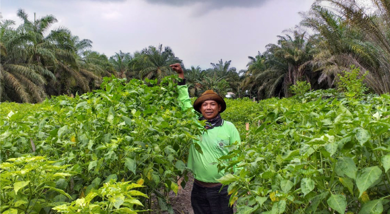 
		
		
		
		
		
		
		
		
		Rahmat: Panen Cabai 100kg per Hari Dari Hasil DMPA
		
	
