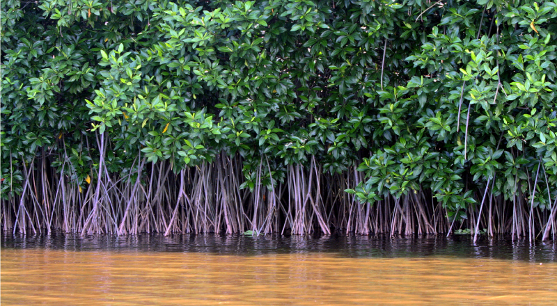Komitmen APP Selamatkan Hutan Mangrove Indonesia