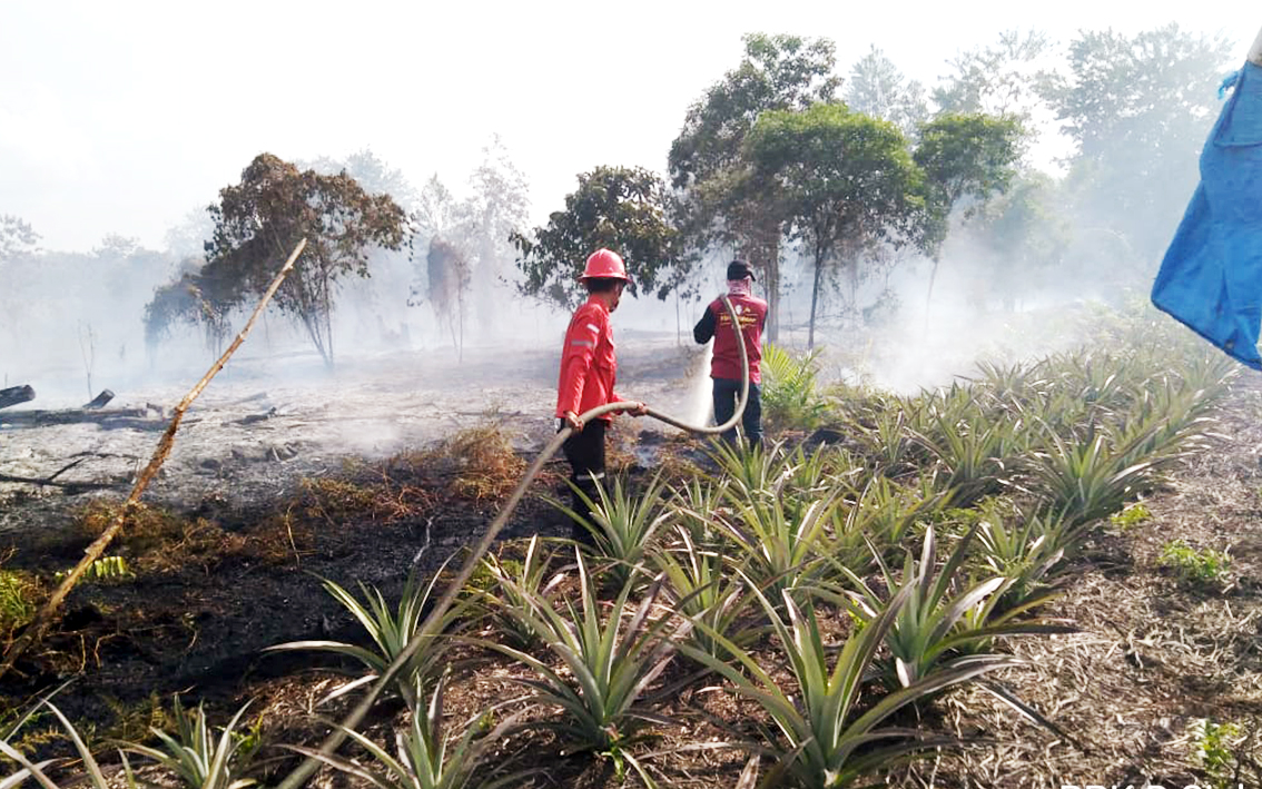 Tim Regu Pemadam APP Bantu Karhutla di Riau
