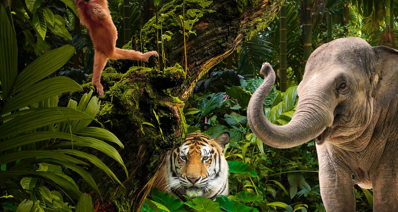 
		Perkembangan Forest Conservation Policy (FCP) Dalam Mendukung Konservasi Hutan di Indonesia
		
	