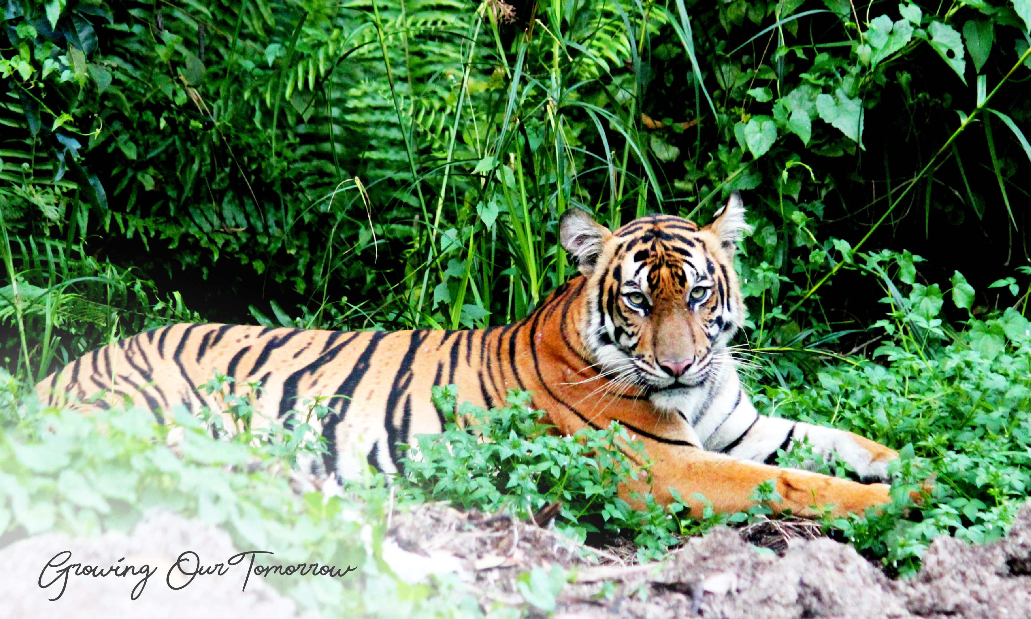 
		APP Wildlife Warrior: Peran Penting Setiap Satwa untuk Ekosistem Seimbang - Mengenal Lebih Dekat Harimau Sumatra
		
	