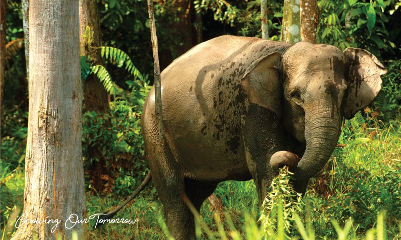 APP Wildlife Warrior: Gajah Sumatra Si Hewan dengan Kekeluargaan Erat