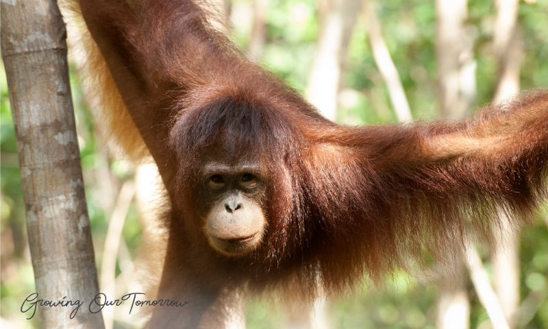 APP Wildlife Warrior: Melestarikan Orangutan, Spesies Kunci Kebanggaan Tanah Air