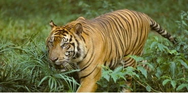 
		Melindungi Kucing Besar dengan Aksi Kolektif
		
	