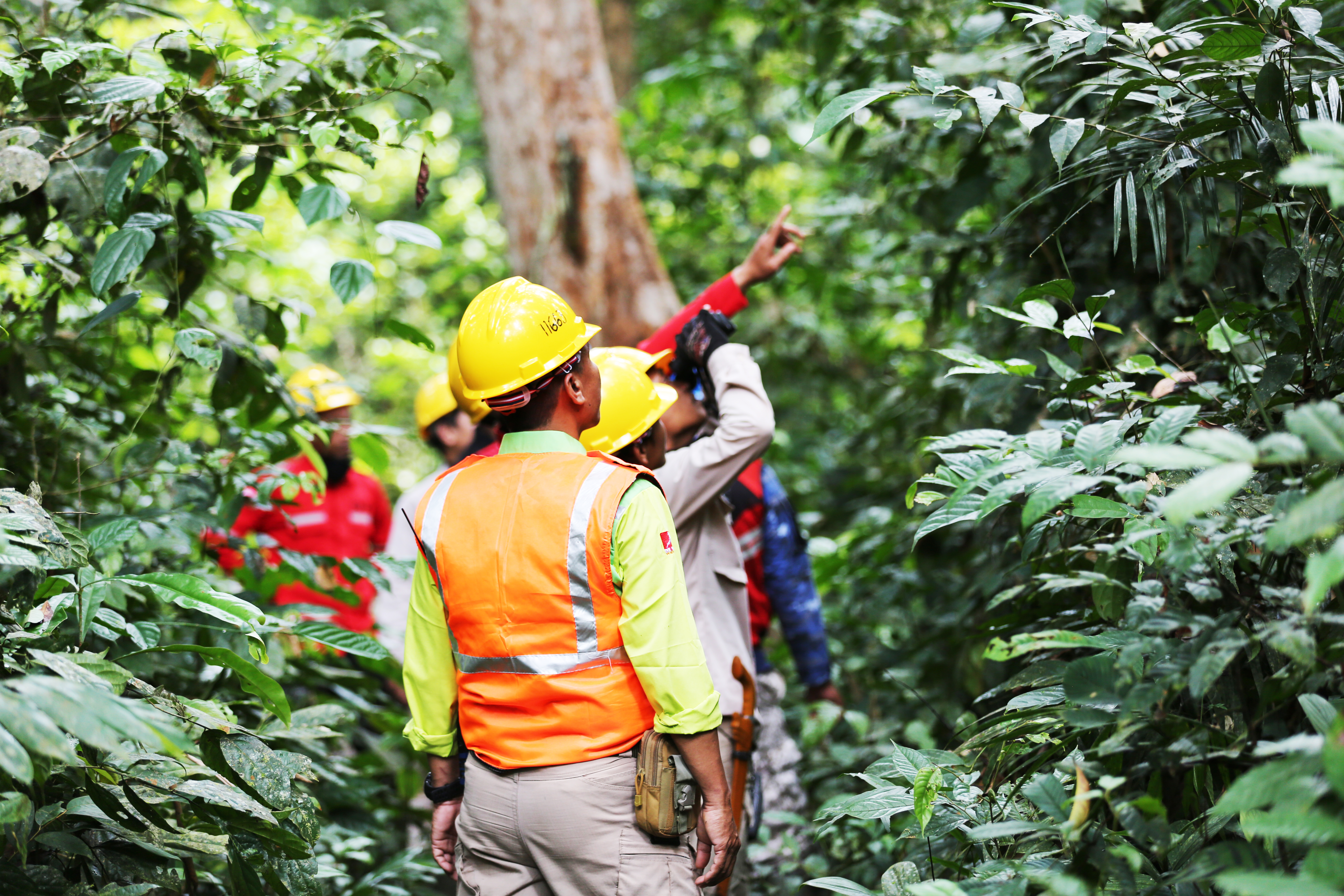 Upaya dan Inisiatif APP Jaga Hutan Tetap Lestari