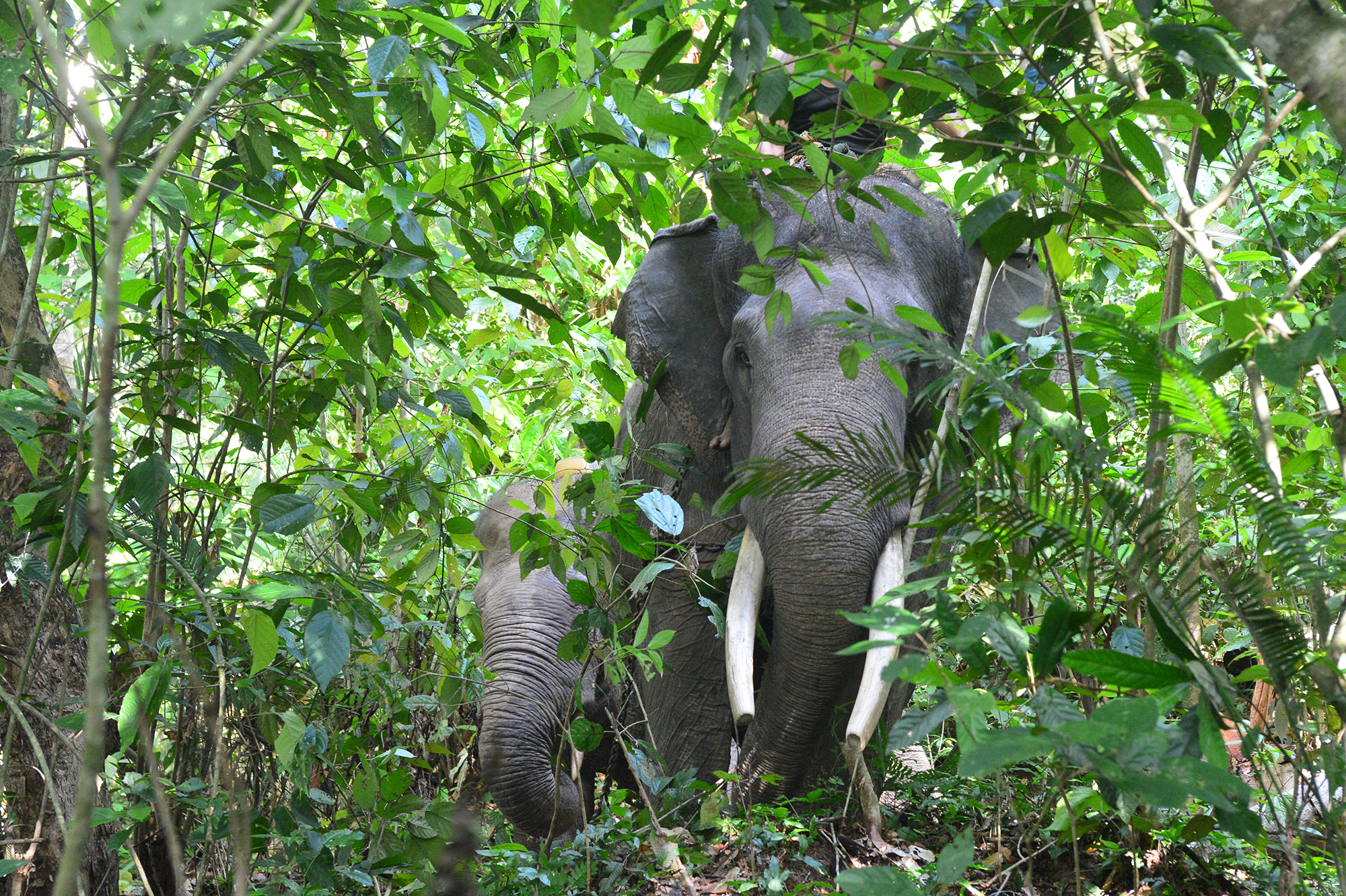 
		Menghubungkan Gajah dengan Hati Masyarakat Melalui Pariwisata Datuk Gedang
		
	