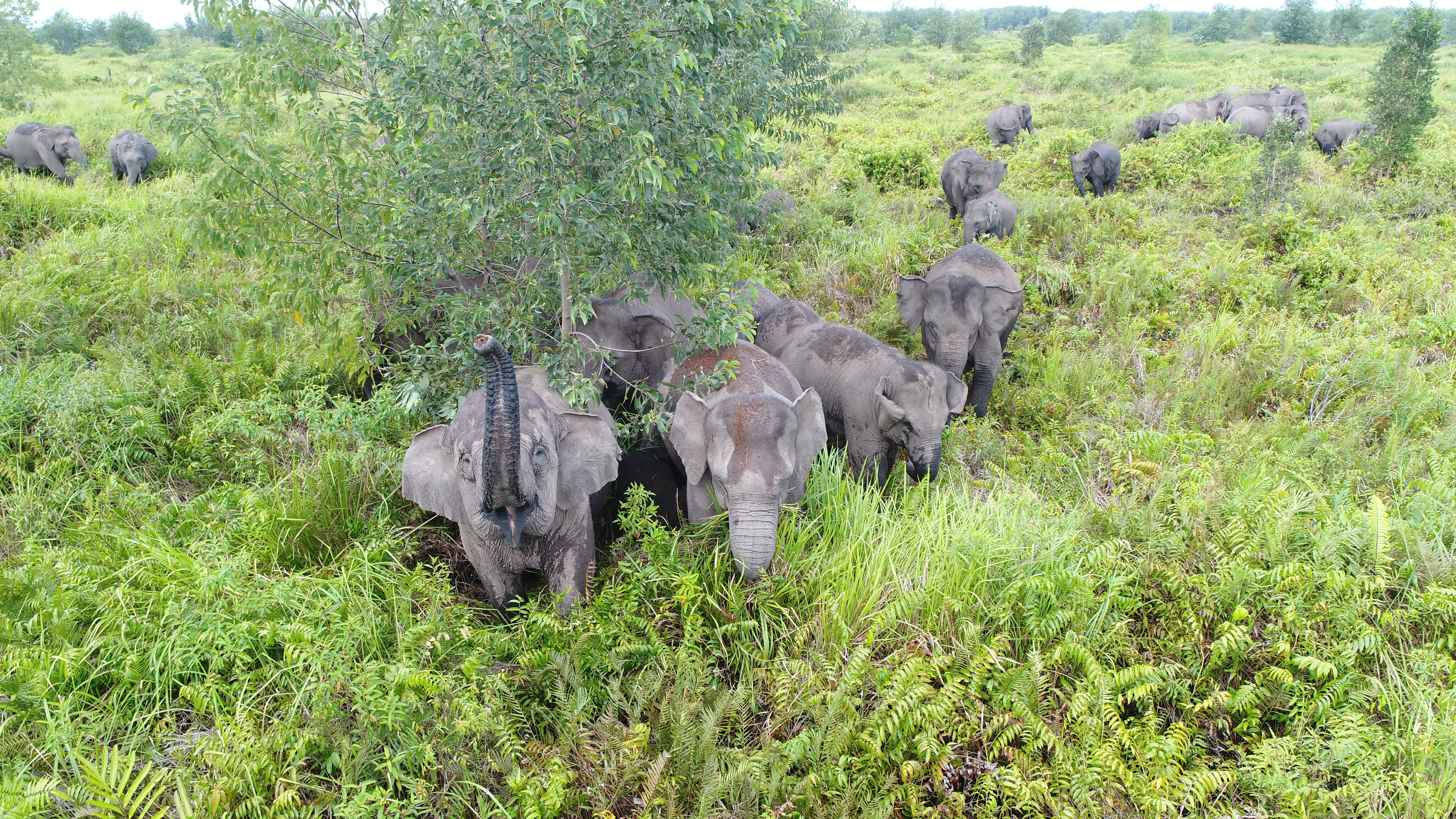 
		Menghadirkan harmoni antara manusia dan gajah Sumatera untuk berbagi ruang hidup
		
	