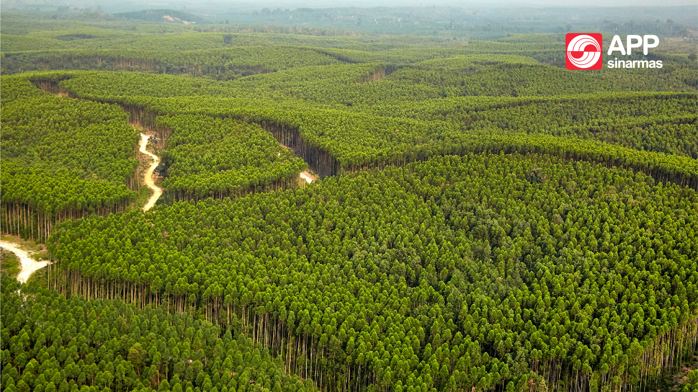 
		APP Sinar Mas siap berkomitmen dan mendukung FOLU NET SINK Indonesia 2030
		
	