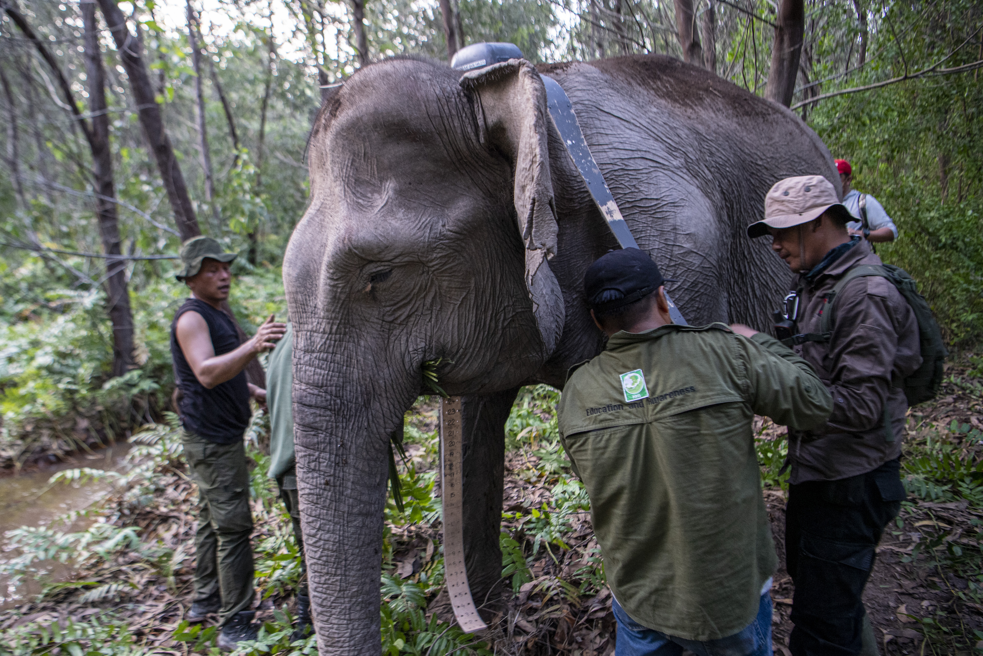 
		Pemasangan Kalung GPS untuk Membantu Menekan Konflik Manusia dan Gajah Liar
		
	