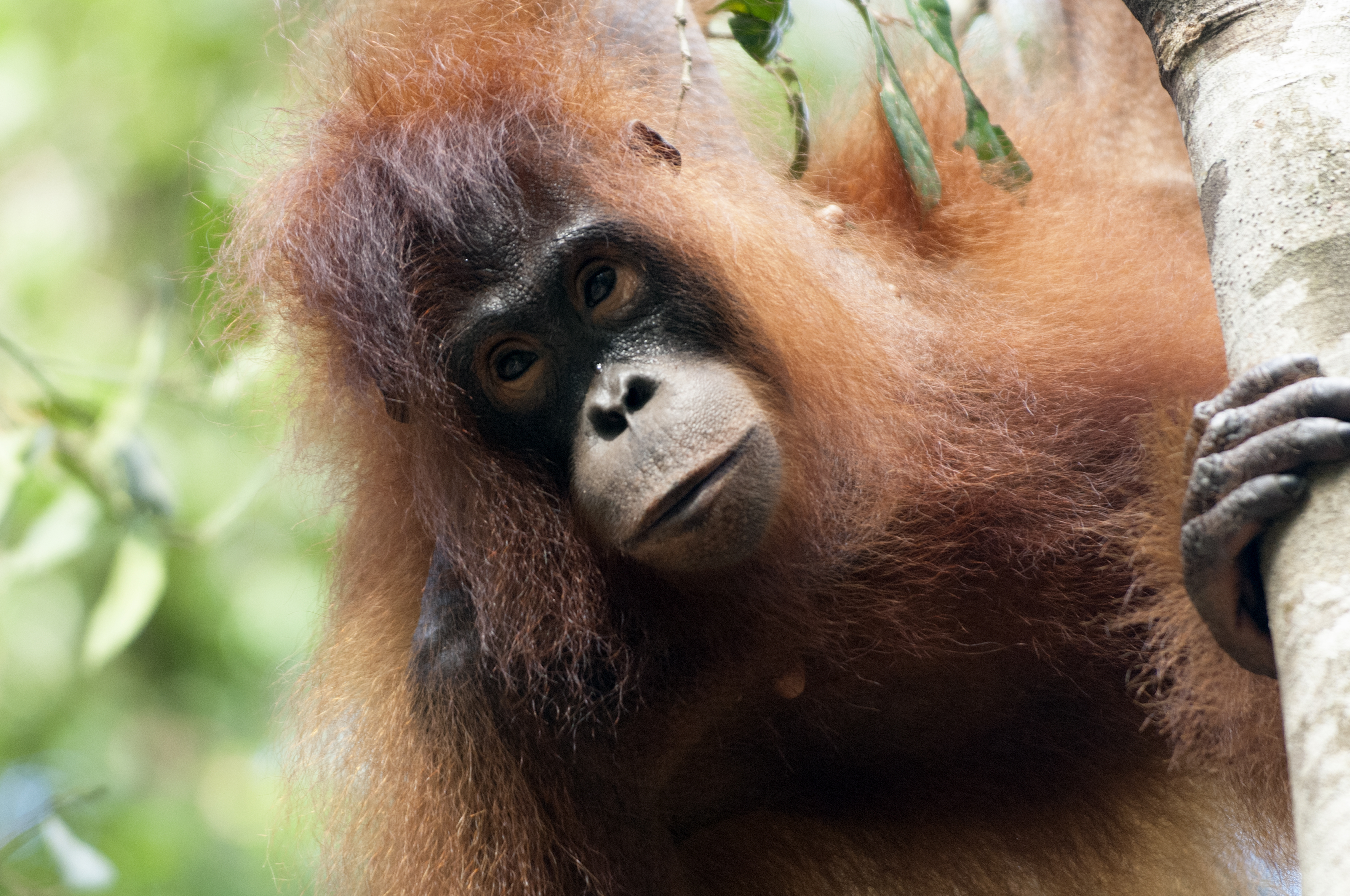 
		Komitmen APP terhadap Keanekaragaman Hayati
		
	