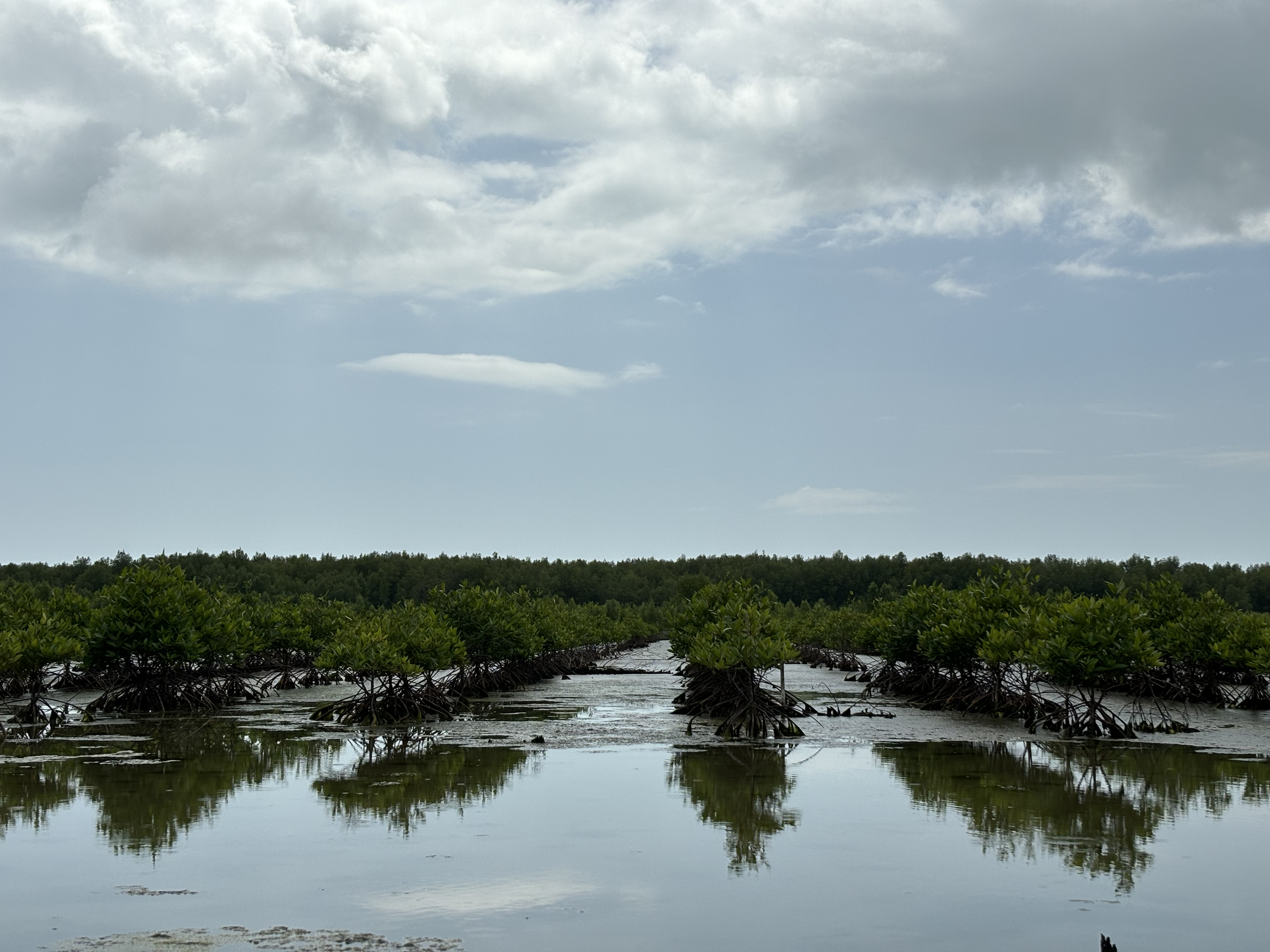 
		Aksi kolaboratif untuk konservasi mangrove dengan YKAN, APP Group, Temasek dan UBS
		
	