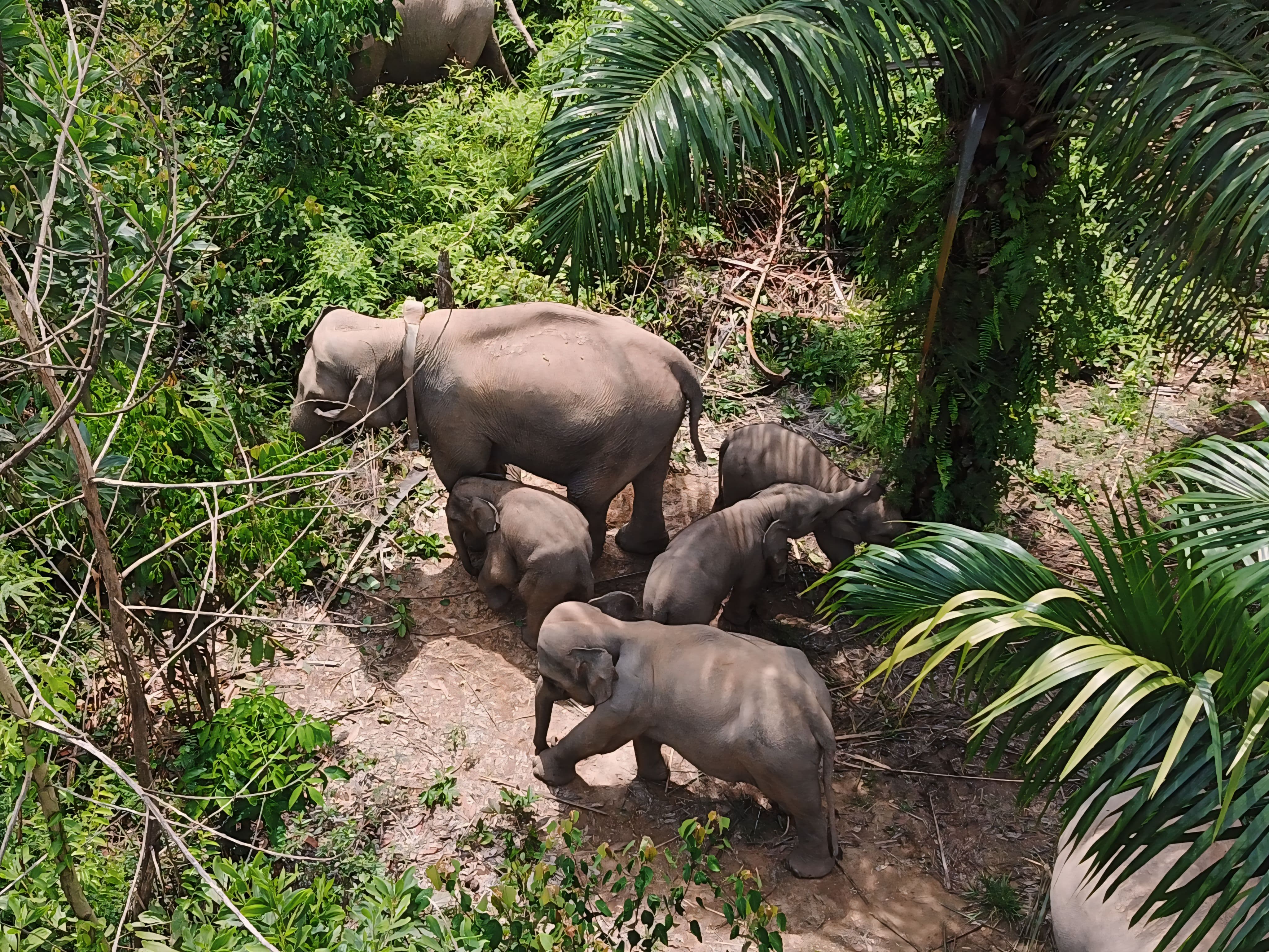 
		APP Group dan PJHS meluncurkan program konservasi gajah terpadu di Riau
		
	