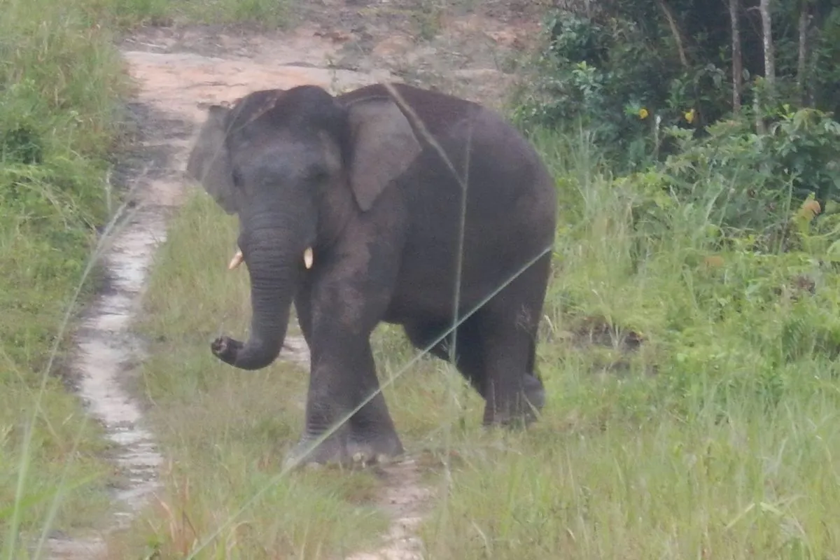 
		BKSDA Jambi Berkolaborasi Susun Rencana Aksi Penyelamatan Gajah
		
	