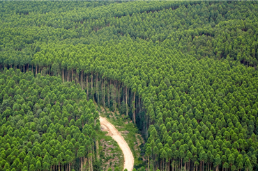 We apply a landscape-scale approach to sustainable forest management, protection, and restoration across APP and our suppliers’ operations.
